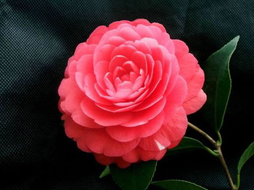 茶花,詩(shī)句
