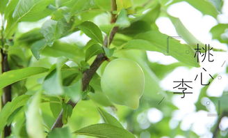 水稻,詩(shī)句