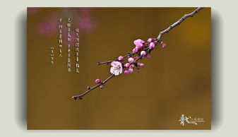 關(guān)于杏花古詩(shī)句