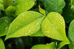 飛花,詩(shī)句,令帶雨