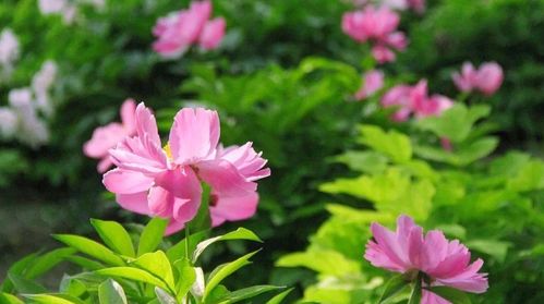日本關(guān)于野花的詩(shī)句