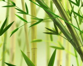 描寫(xiě)竹子花的詩(shī)句古詩(shī)
