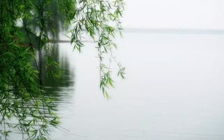 說(shuō)出一句關(guān)于柳的詩(shī)句i