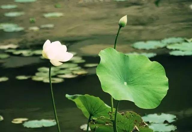 關(guān)于荷花的詩(shī)句名言