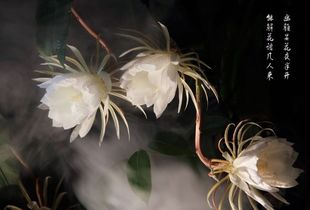關(guān)于贊曇花的詩(shī)句
