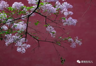關(guān)于丁香的詩(shī)句古詩(shī)