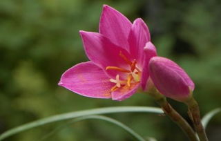 關(guān)于蘭花的花語(yǔ)和詩(shī)句