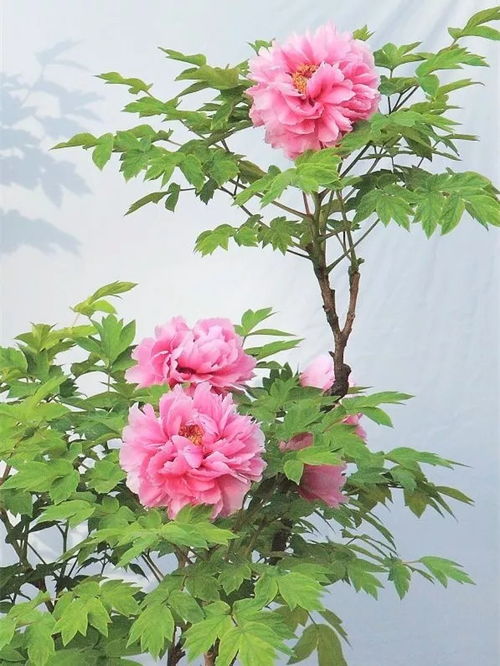 關(guān)于花的精神的詩(shī)句有哪些