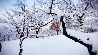 描寫(xiě)雪的雪景的詩(shī)句古詩(shī)