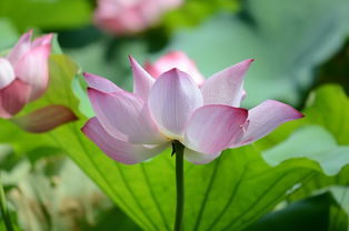 關(guān)于荷花的整首詩(shī)句
