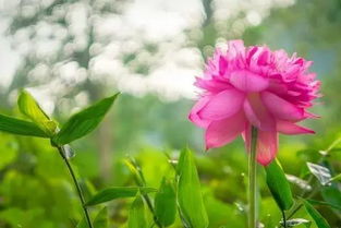 關(guān)于花生活的詩(shī)句
