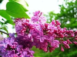 有什么,詩(shī)句,丁香花,中國
