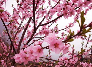 關(guān)于喜愛(ài)桃花的詩(shī)句