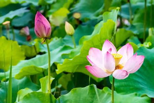 關(guān)于蓮葉和蓮花的詩(shī)句