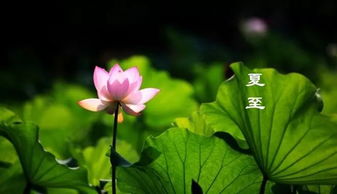 關(guān)于夏至的詩(shī)句佳作