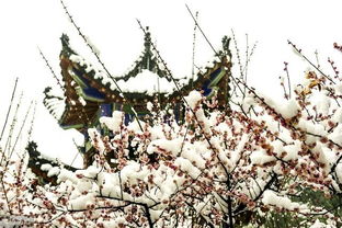 描寫(xiě)梅的著(zhù)名詩(shī)句古詩(shī)詞