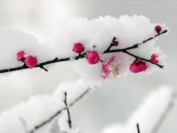 關(guān)于雪梅的詩(shī)句古詩(shī)大全,描寫(xiě)雪梅的詩(shī)句古詩(shī),古詩(shī)雪梅的意思和詩(shī)句解釋