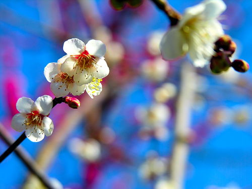 含有梅花的優(yōu)美古詩(shī)句