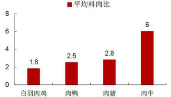 中國肉雞行業(yè)投資分析報告怎么寫(xiě)(公司月度財務(wù)分析報告怎么寫(xiě))