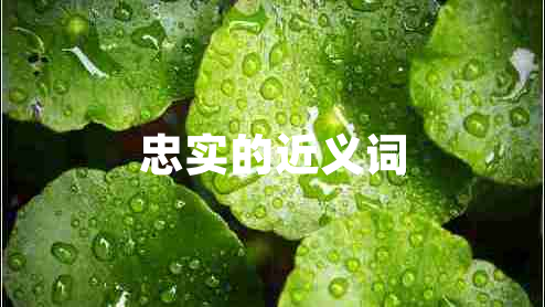 忠實的近義詞