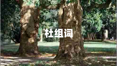 杜組詞