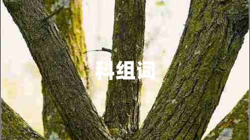科組詞