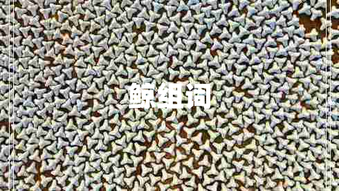 鯨組詞