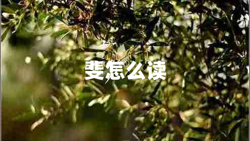 斐怎么讀