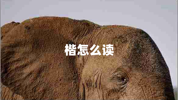 楷怎么讀