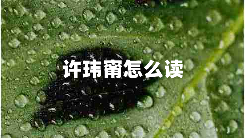許瑋甯怎么讀