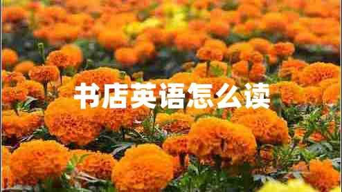 書(shū)店英語(yǔ)怎么讀