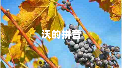 沃的拼音