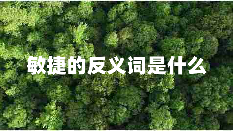 敏捷的反義詞是什么