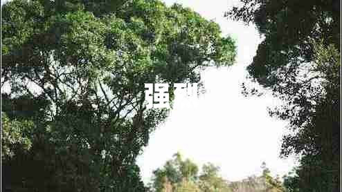 強烈