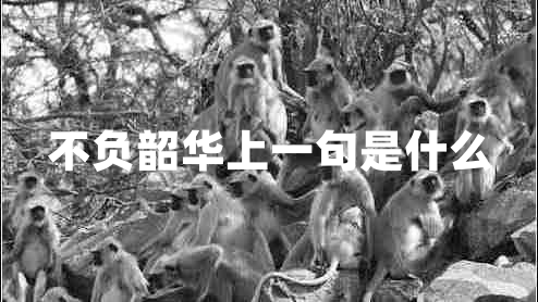 不負韶華上一句是什么