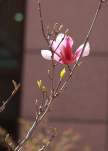 關(guān)于玉蘭花在校園的作文