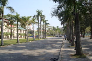 清晨的校園寫(xiě)景作文600字
