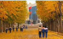 校園里的菊花作文200字,校園的菊花作文400字,校園的菊花作文300字三年級(jí)