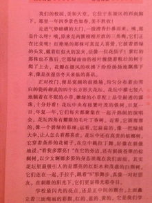 作文,校園,新聞