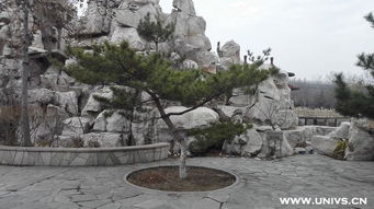 松樹,優(yōu)秀作文,校園