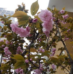 開滿丁香花的校園作文400字,開滿丁香花的校園作文600字,開滿校園的丁香花作文