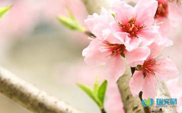 校園里觀(guān)賞桃花小作文