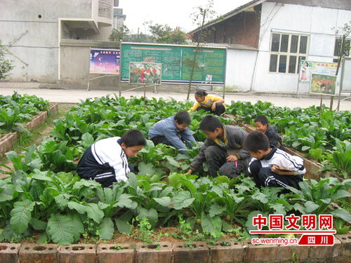 寫(xiě)在校園種菜的作文