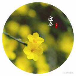 寫(xiě)校園的迎春花作文