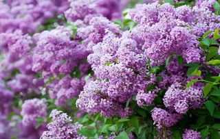 開(kāi)滿(mǎn)丁香花的校園作文1000