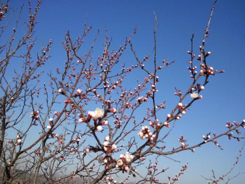春天的校園風(fēng)鈴花作文300字