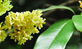 四級作文巜校園里的桂花樹(shù)