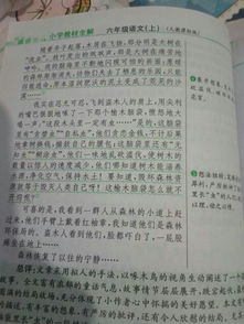描寫(xiě)校園樹(shù)木的作文400字
