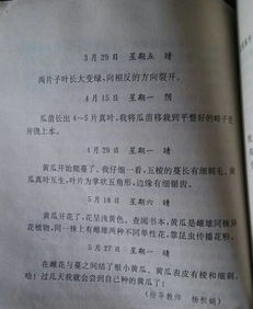 觀(guān)察校園的一種植物作文