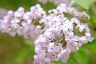 開(kāi)著(zhù)丁香花的校園作文